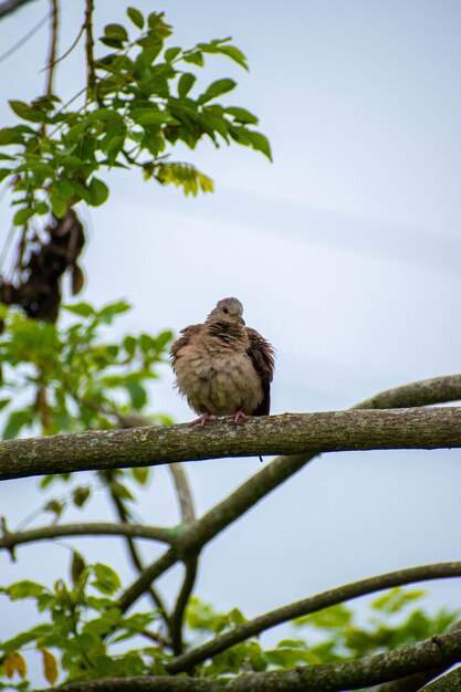 Un oiseau posé sur une branche