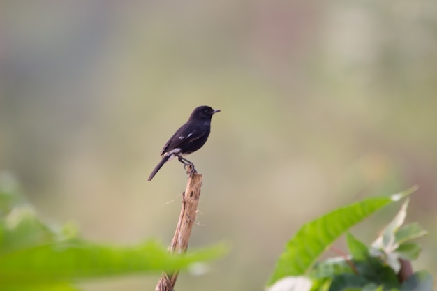 Un oiseau posé sur la tige sur un joli fond uni