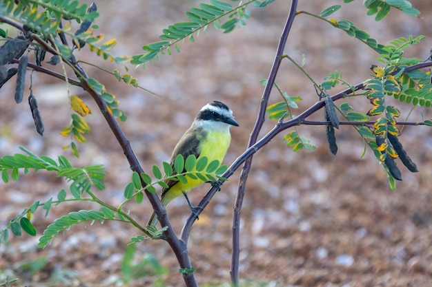 Un oiseau sur un poteau avec un arrière-plan flou