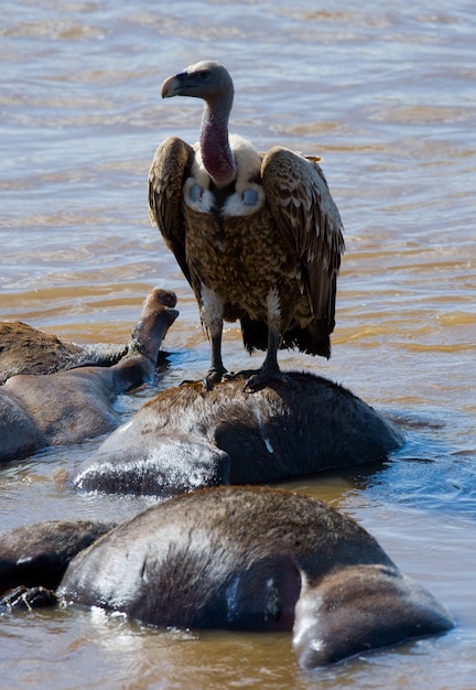 Oiseau prédateur assis sur un rocher près de la rivière Kenya Tanzanie Safari Afrique de l'Est