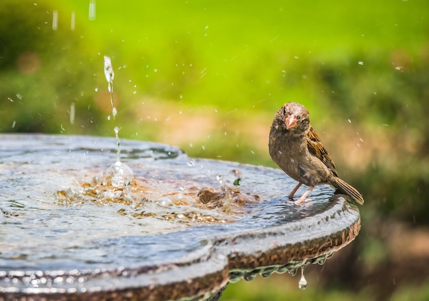 Oiseau prenant un bain d'oiseaux dans une fontaine