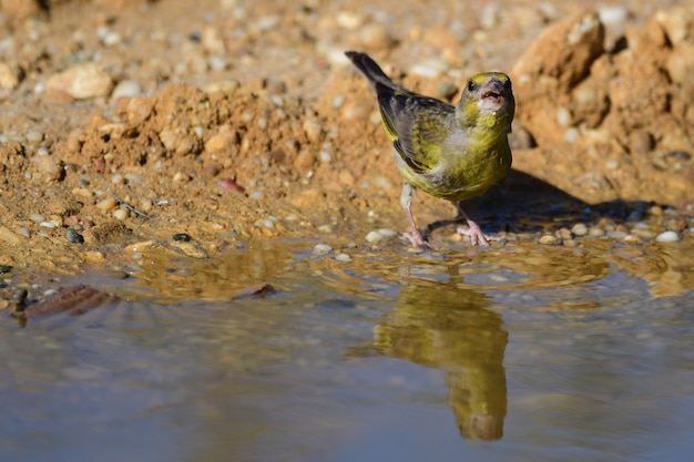 Oiseau près de l'étang boit de l'eau