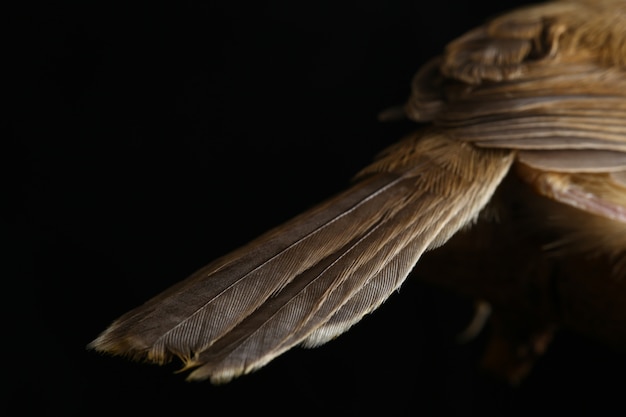 Oiseau Prinia plaine isolé