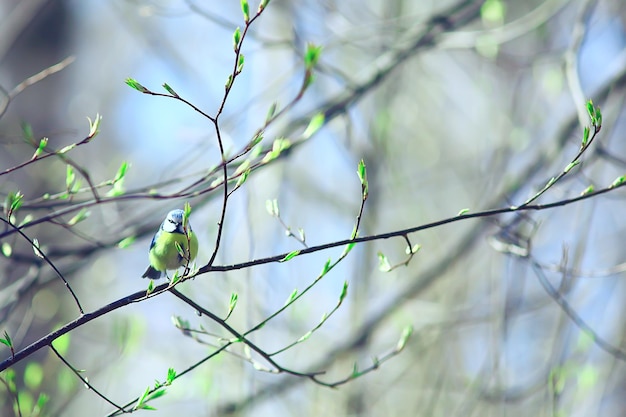 oiseau de printemps sur une branche, nature printanière, beauté de la faune