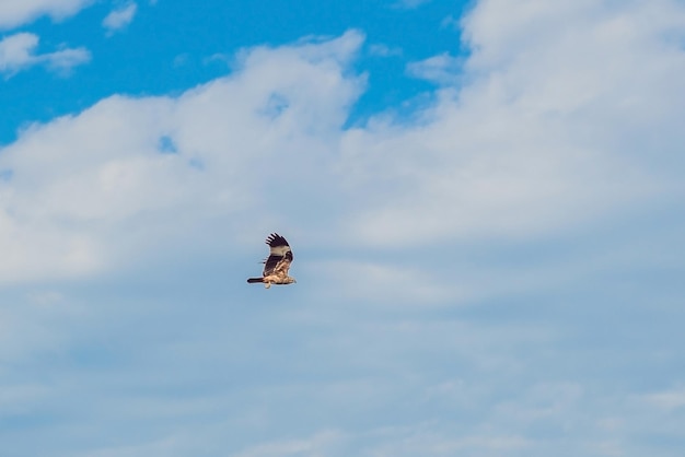 Oiseau de proie impressionnant en vol avec le ciel de fond.