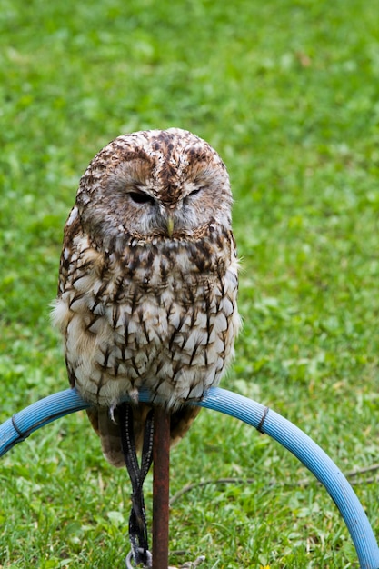 Photo oiseau de proie pour la chasse