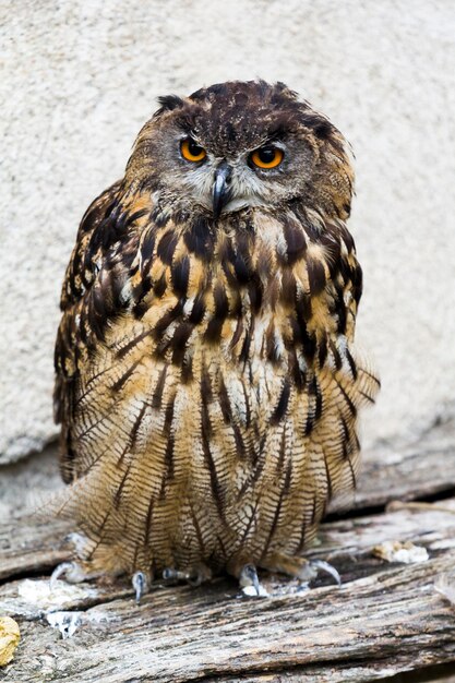 Oiseau de proie pour la chasse