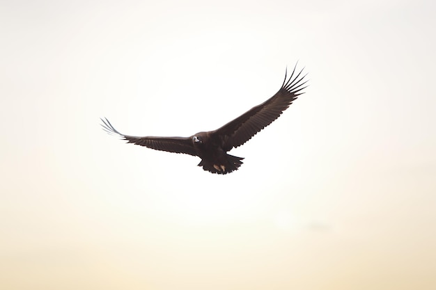 Un oiseau de proie qui s'élève lentement dans le ciel avec sa grande envergure répandre la recherche de l'aigle