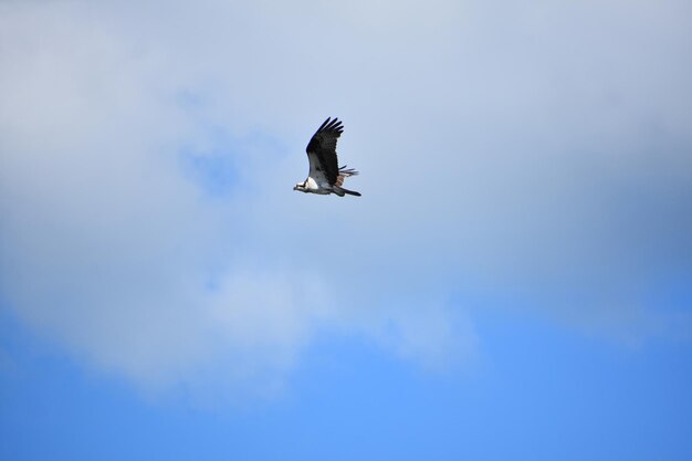 Oiseau de proie volant dans un ciel nuageux