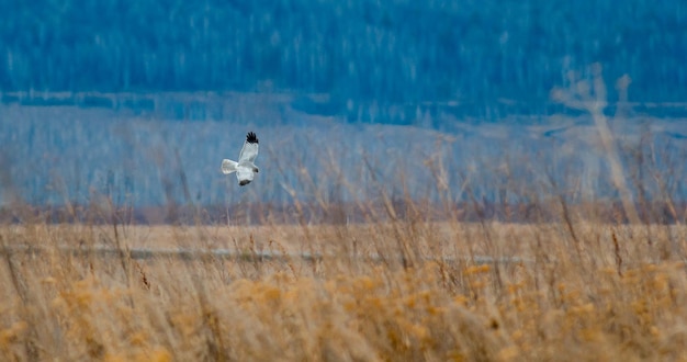 L'oiseau de proie volant dans la steppe