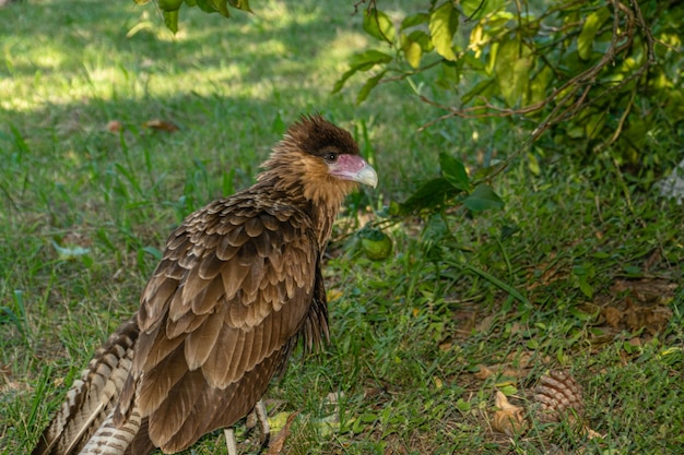 Oiseau de proie