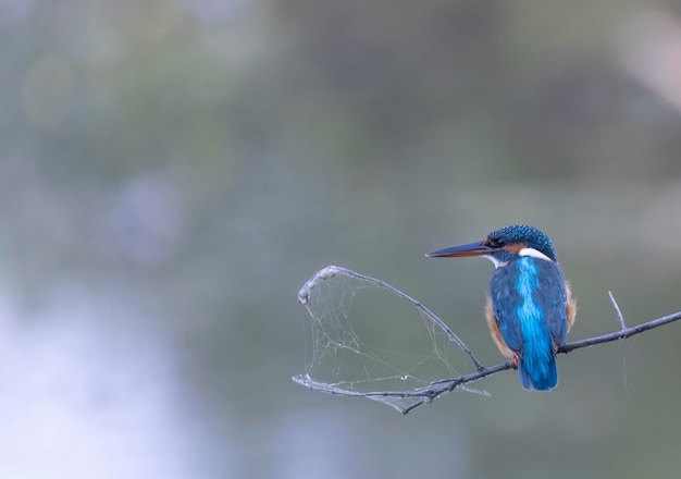 Un oiseau avec une queue bleue et orange est assis sur une branche.