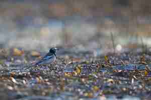 Photo oiseau à queue de wag en aunri