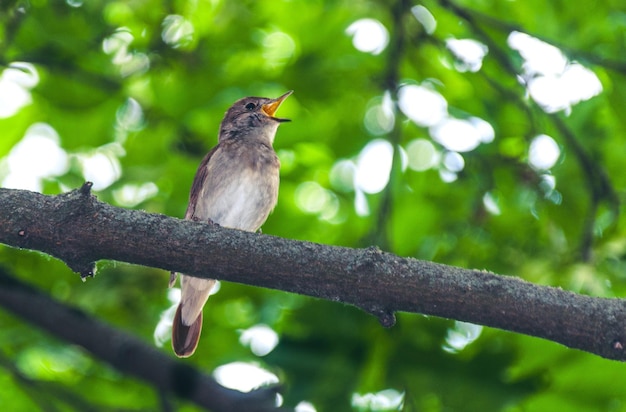 Un oiseau qui chante sur une branche avec un fond vert
