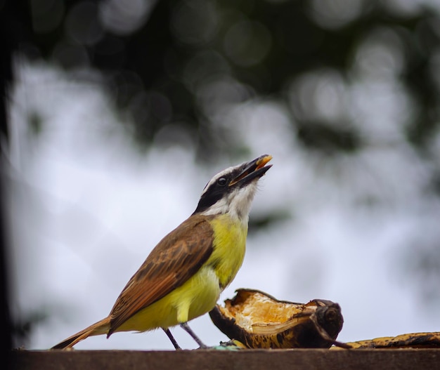 oiseau qui mange de la banane