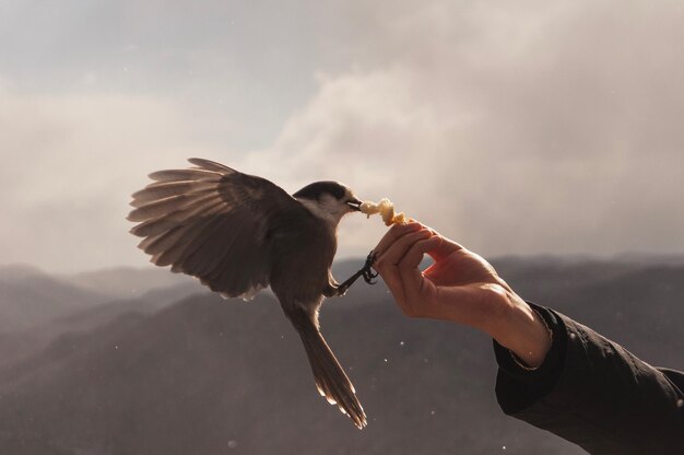 Photo oiseau qui se nourrit à la main