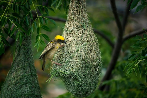 Un oiseau qui se trouve à l'intérieur d'un nid sur lequel est inscrit le mot "nid".