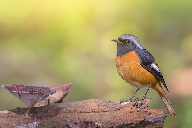 Oiseau Redstart Daurian dans la nature avec la scène de champignons