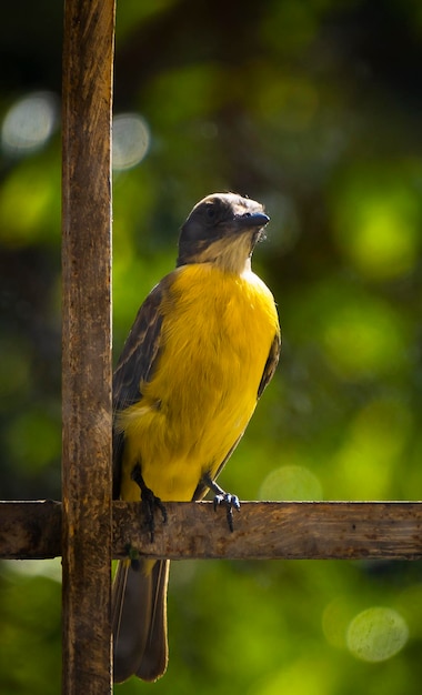 Oiseau regardant à travers la fenêtre