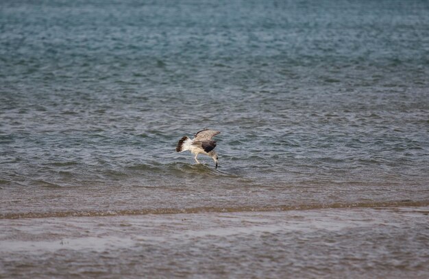 L'oiseau ressemble à un peu plus de mouette