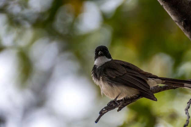 Oiseau (Rhipidura javanica), couleur noire