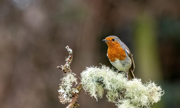 Un oiseau robin perché sur une branche