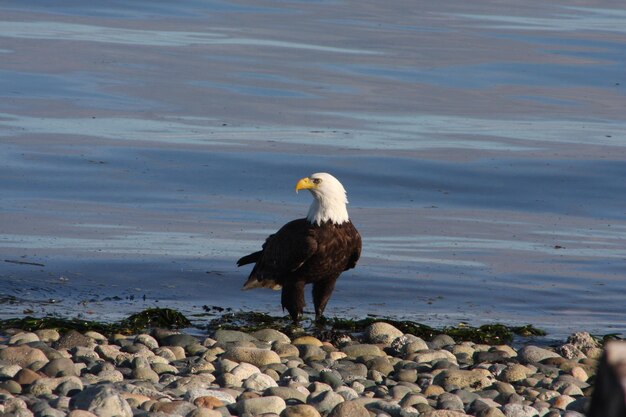 Photo oiseau sur le rocher au rivage