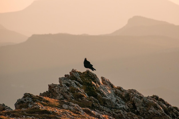 Un oiseau sur un rocher dans les montagnes