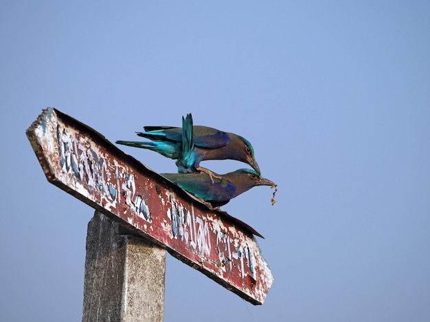 Photo oiseau rollier d'indochine sur le terrain