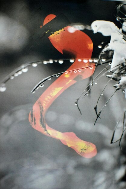 Photo un oiseau rouge avec une queue rouge est sur une branche