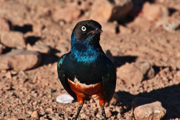 Un oiseau en safari au Kenya et en Tanzanie, en Afrique