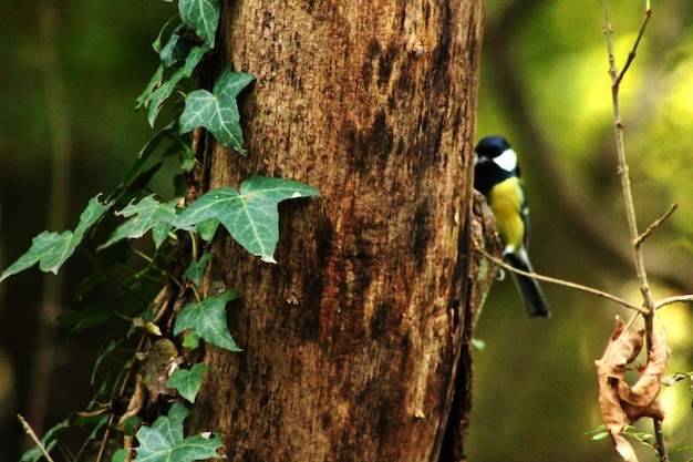 Oiseau sauvage caché