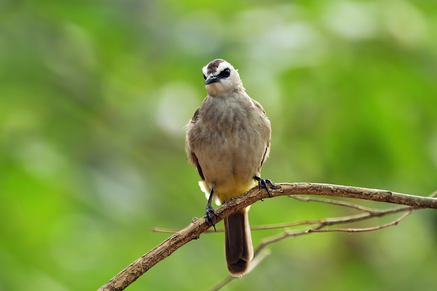 Oiseau sauvage sur gros plan animal branche