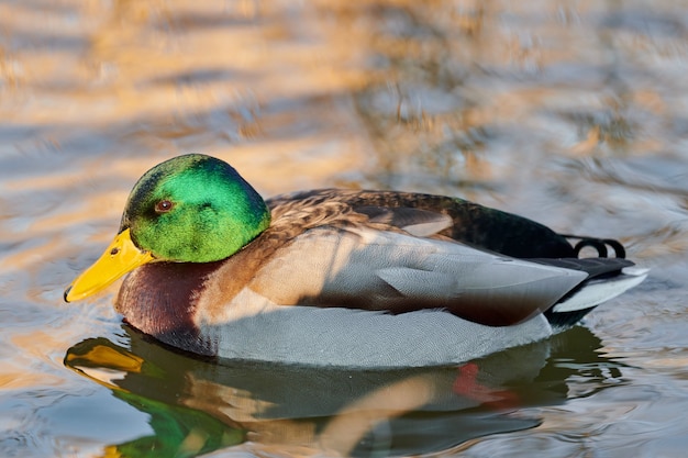 Oiseau de sauvagine colvert mâle barbotant dans l'étang ou la rivière