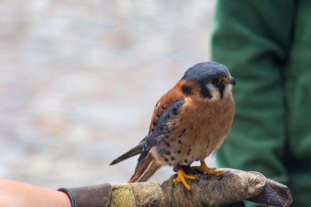 oiseau de sauvagine