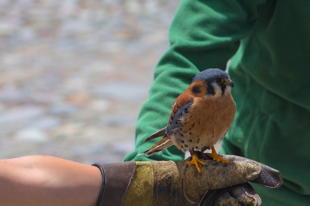 Photo oiseau de sauvagine