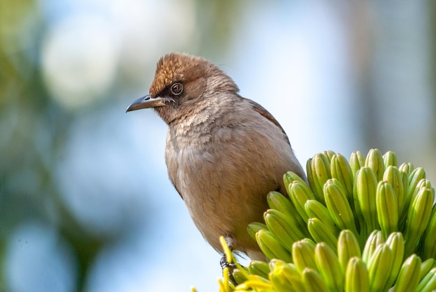 Un oiseau se dresse sur un Aloe Vera dans le Jardin Majorelle à Marrakech Maroc