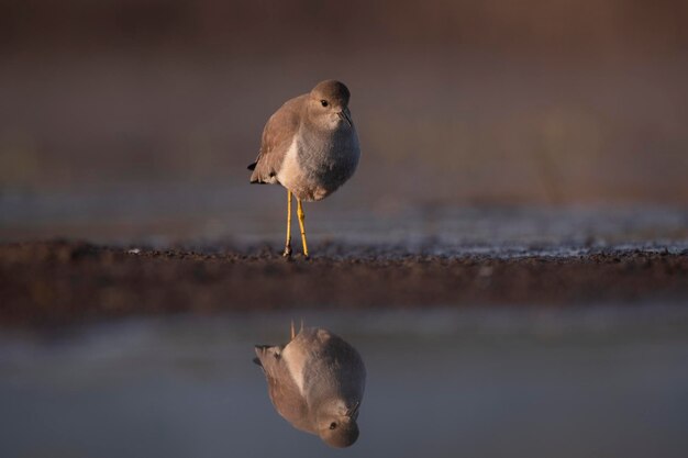 Un oiseau se dresse sur une flaque d'eau avec un reflet de son reflet dans l'eau.