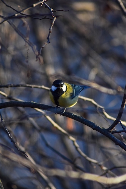 L'oiseau se repose sur une branche d'arbre