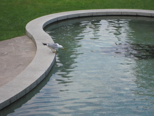 Un oiseau se tient au bord d'une piscine.