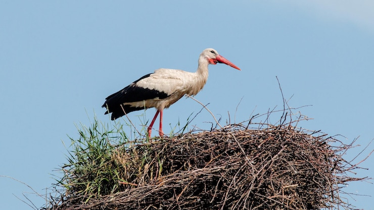 Photo un oiseau se tient au sommet d'un nid avec le mot cigogne dessus