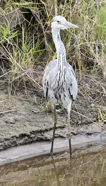 Photo un oiseau se tient dans l'eau et l'herbe est haute.