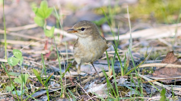 Photo un oiseau se tient dans l'herbe et a un petit oiseau sur sa poitrine