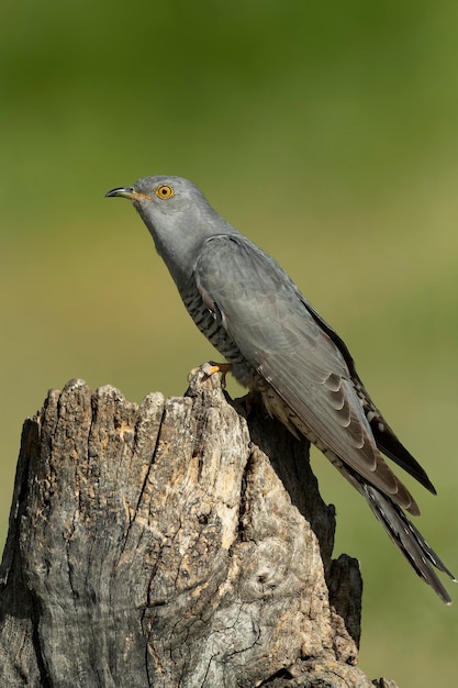 un oiseau se tient sur un souche avec un fond vert