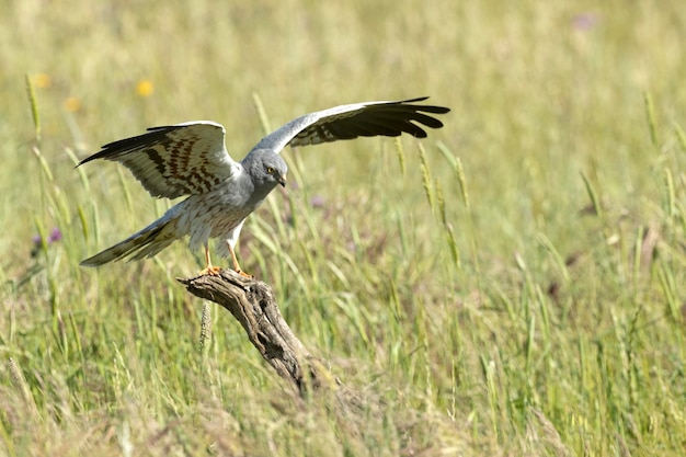 Un oiseau avec ses ailes grandes ouvertes et ses ailes grandes ouvertes.