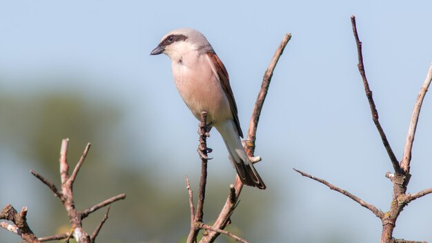 Oiseau shrike shrike en été