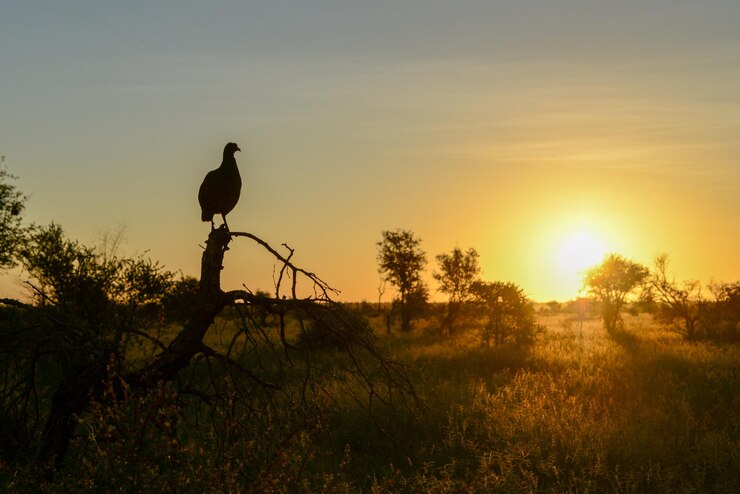 Photo oiseau en silhouette perché sur un arbre contre le ciel au coucher du soleil