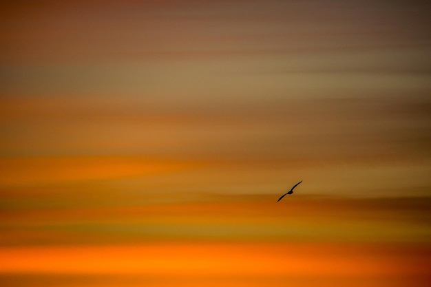 Photo un oiseau en silhouette volant contre le ciel orange