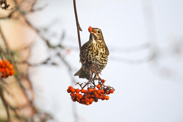 Photo l'oiseau singulier turdus philomelos sur les baies de rowan des midlands de l'ouest