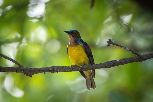 L'oiseau-soleil à gorge brune, Anthreptes malacensis, perché sur une branche